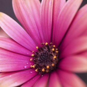 Meet your Posher, Dawn